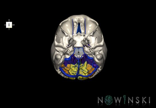 G8.T3.1-16.1-22.2 22.5.6.V6.C3-2.L0.Cerebrum-Intracranial venous system-Neurocranium-No occipital bone