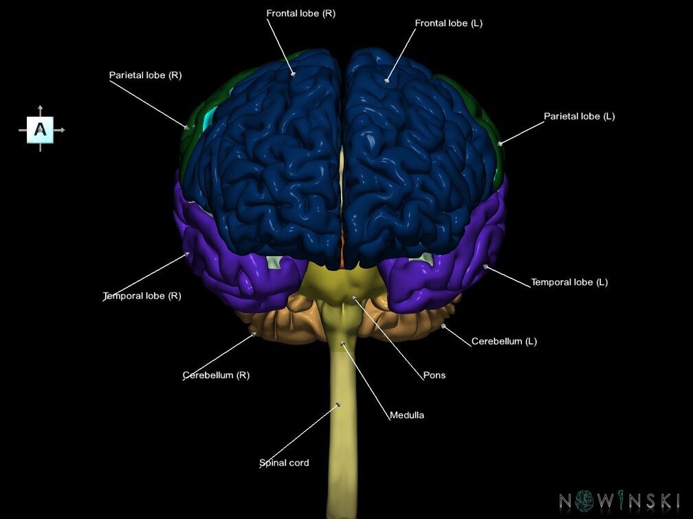 G1.T1.1.V1.C2.L1.Central nervous system whole