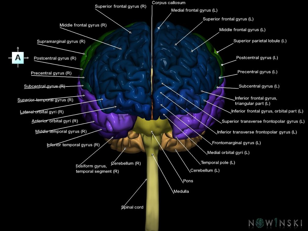 G1.T1.1.V1.C3.L1.Central nervous system whole