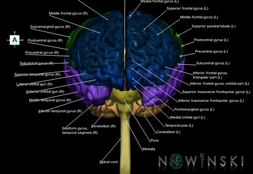 G1T1.CentralNervousSystem