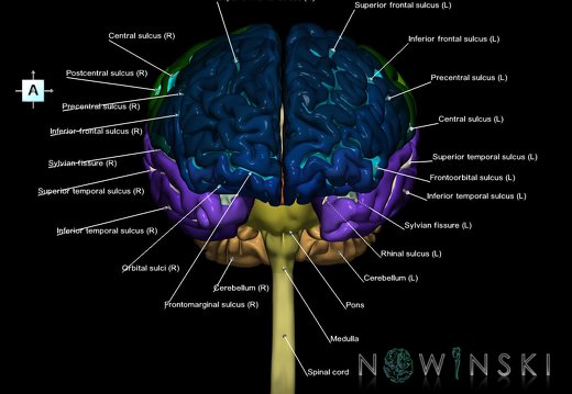 G1.T1.1.V1.C4.L1.Central nervous system whole
