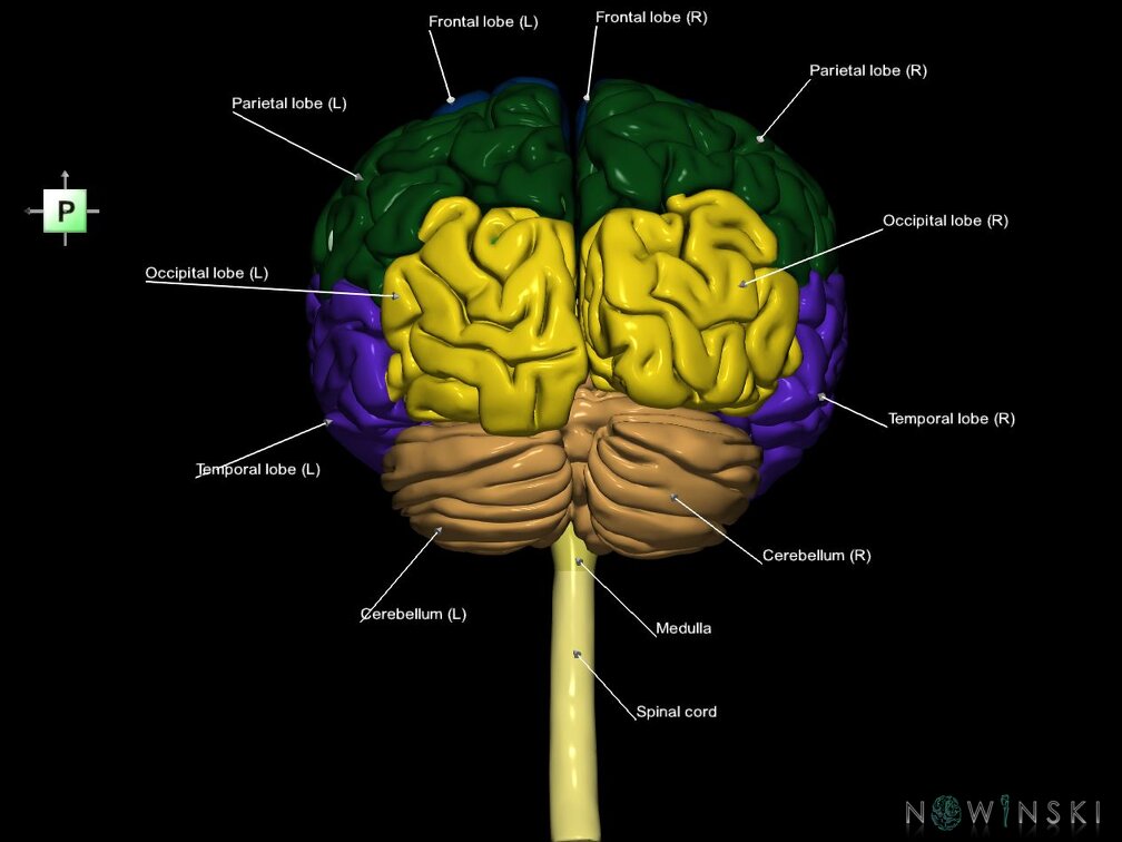 G1.T1.1.V3.C2.L1.Central nervous system whole