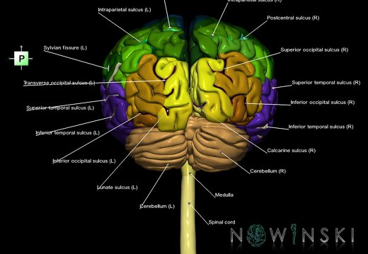G1.T1.1.V3.C4.L1.Central nervous system whole