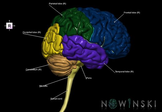 G1.T1.1.V4.C2.L1.Central nervous system whole