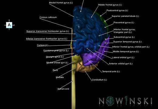 G1.T1.2.V1.C3.L1.Central nervous system left