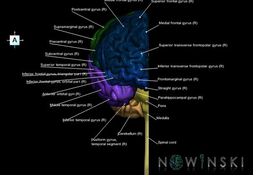 G1.T1.3.V1.C3.L1.Central nervous system right