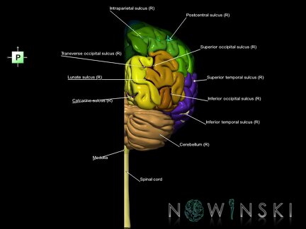 G1.T1.3.V3.C4.L1.Central nervous system right