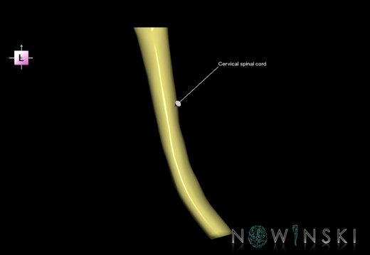 G1.T10.V2.C2.L1.Cervical spinal cord