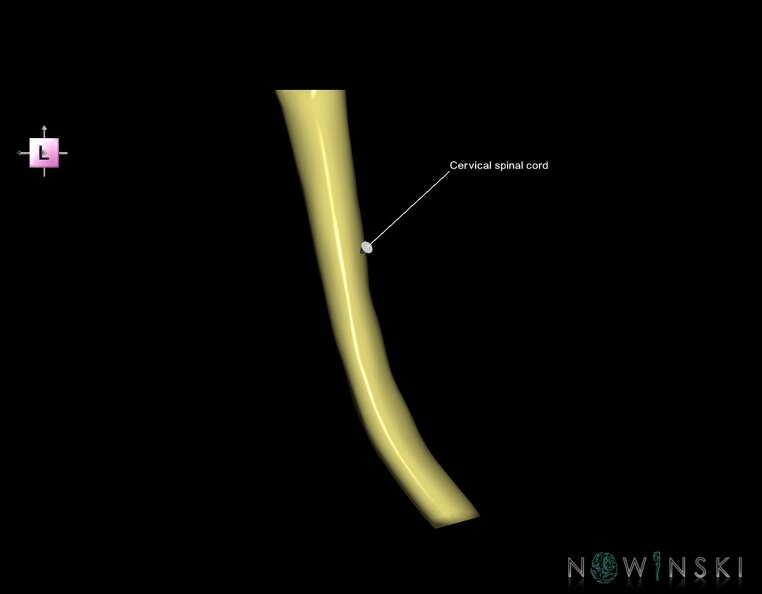 G1.T10.V2.C2.L1.Cervical_spinal_cord.tiff