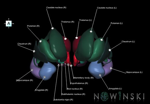 G1.T11.1.V1.C2.L1.Deep nuclei all