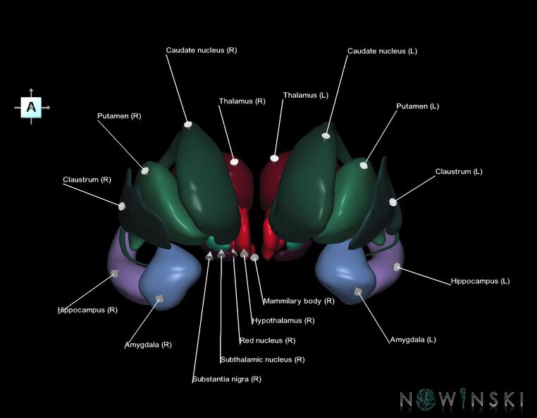 G1.T11.1.V1.C2.L1.Deep_nuclei_all.tiff