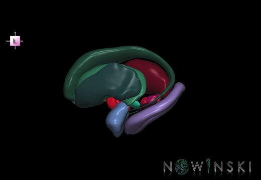 G1.T11.1.V2.C2.L0.Deep nuclei all