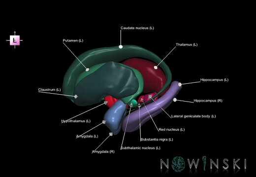 G1.T11.1.V2.C2.L1.Deep nuclei all