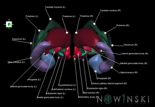 G1.T11.1.V3.C2.L1.Deep nuclei all