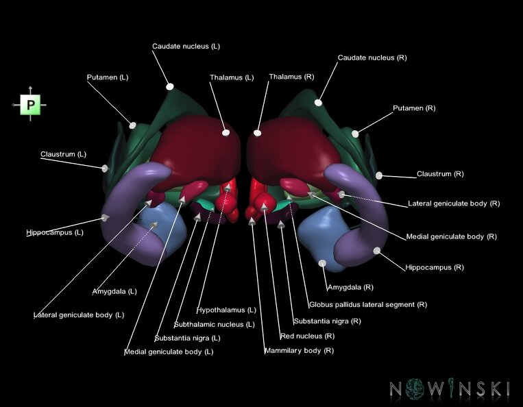 G1.T11.1.V3.C2.L1.Deep_nuclei_all.tiff