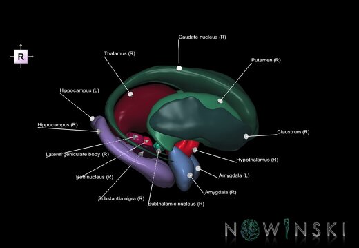 G1.T11.1.V4.C2.L1.Deep nuclei all