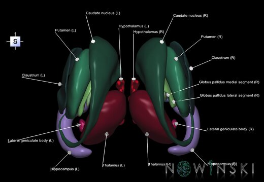 G1.T11.1.V5.C2.L1.Deep nuclei all