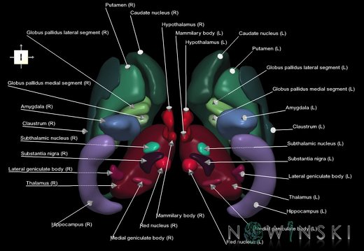 G1T11.DeepNuclei