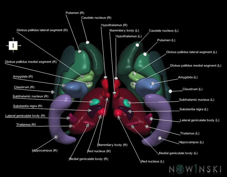 G1.T11.1.V6.C2.L1.Deep_nuclei_all.tiff