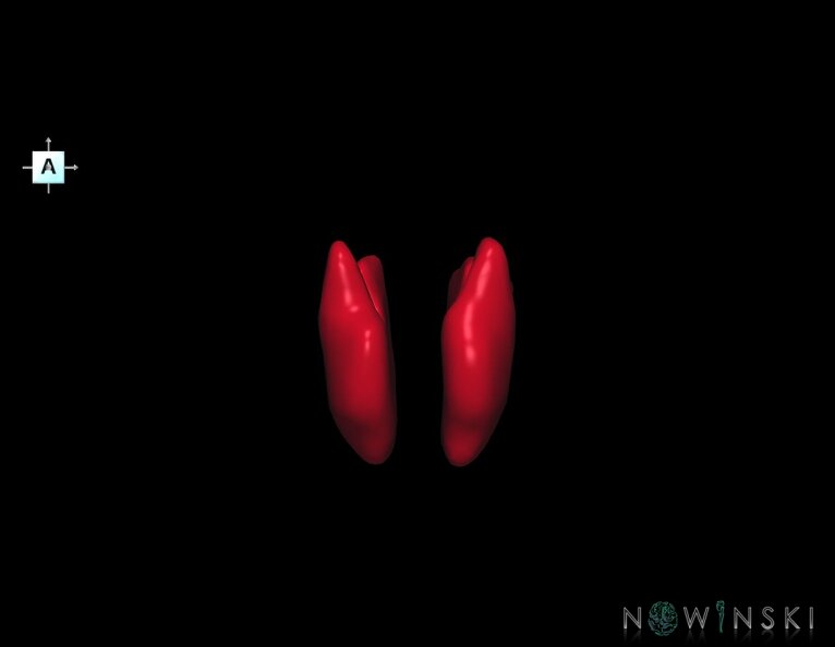 G1.T11.10.V1.C2.L0.Hypothalamus.tiff