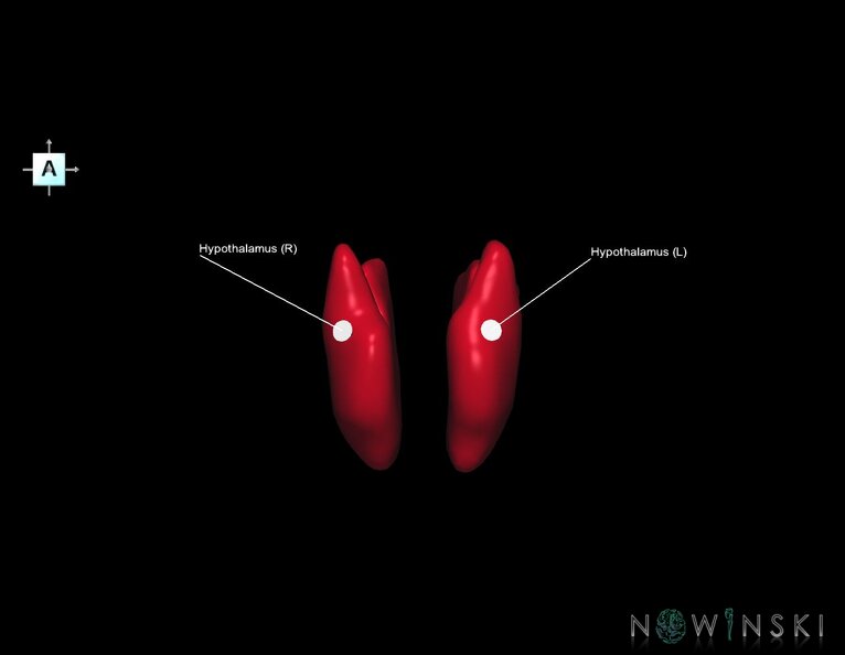 G1.T11.10.V1.C2.L1.Hypothalamus.tiff