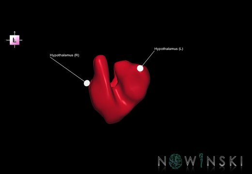 G1.T11.10.V2.C2.L1.Hypothalamus