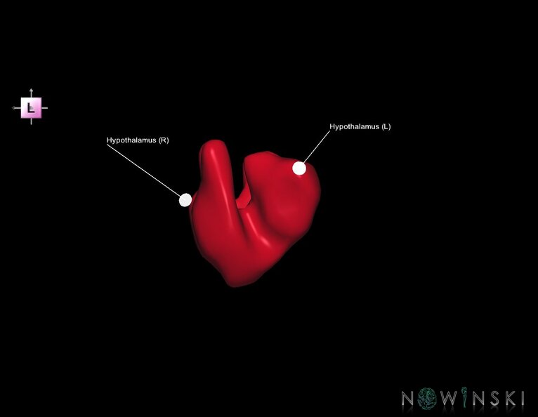 G1.T11.10.V2.C2.L1.Hypothalamus.tiff