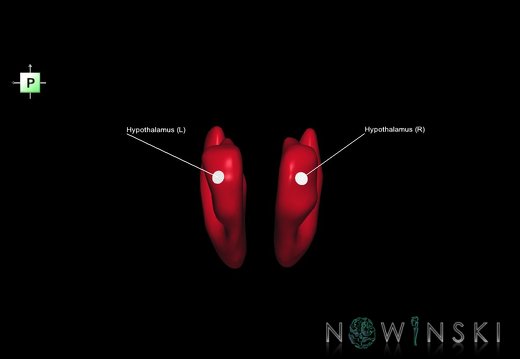 G1.T11.10.V3.C2.L1.Hypothalamus