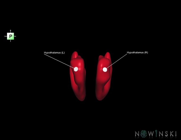 G1.T11.10.V3.C2.L1.Hypothalamus.tiff