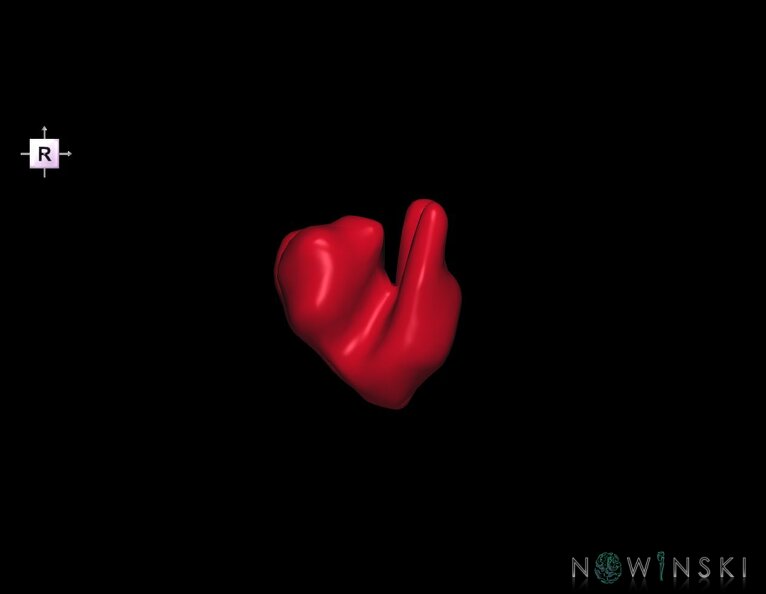 G1.T11.10.V4.C2.L0.Hypothalamus.tiff