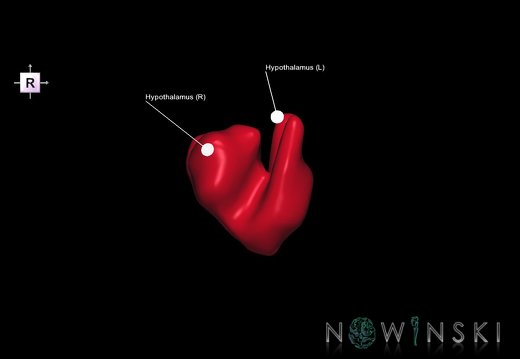 G1.T11.10.V4.C2.L1.Hypothalamus