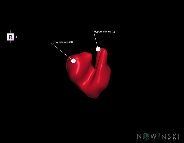 G1.T11.10.V4.C2.L1.Hypothalamus.tiff