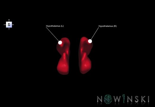 G1.T11.10.V5.C2.L1.Hypothalamus