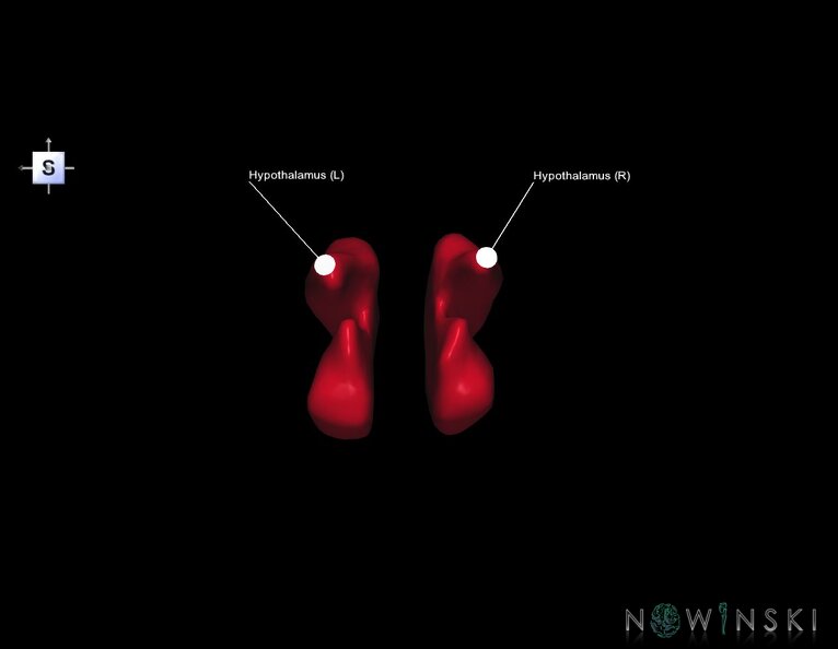 G1.T11.10.V5.C2.L1.Hypothalamus.tiff
