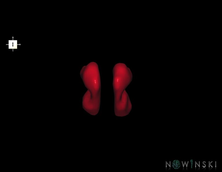 G1.T11.10.V6.C2.L0.Hypothalamus.tiff