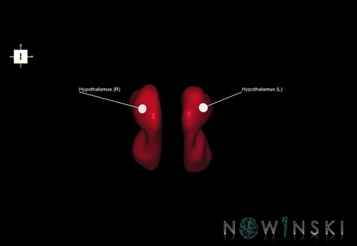 G1.T11.10.V6.C2.L1.Hypothalamus