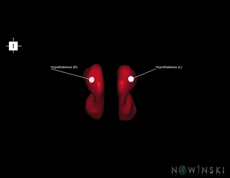 G1.T11.10.V6.C2.L1.Hypothalamus.tiff