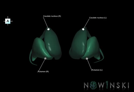 G1.T11.2.V1.C2.L1.Basal ganglia