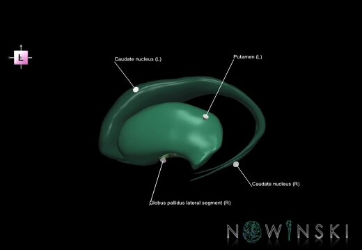 G1.T11.2.V2.C2.L1.Basal ganglia