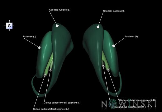G1.T11.2.V5.C2.L1.Basal ganglia