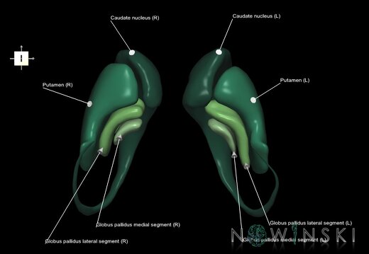 G1.T11.2.V6.C2.L1.Basal ganglia