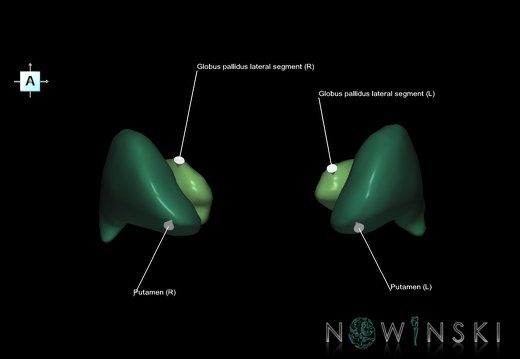G1.T11.3.V1.C2.L1.Lentiform nucleus
