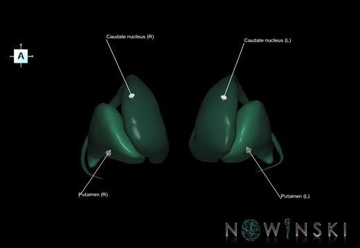 G1.T11.4.V1.C2.L1.CorpusStriatum