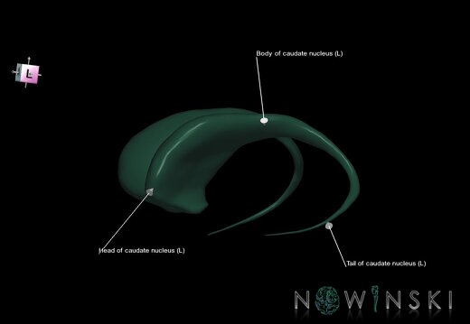 G1.T11.5.V7.C2.L2.Caudate nucleus