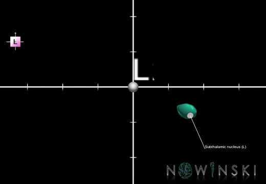 G1.T11.6.2.V2.C2.Ss.L1.Subthalamic nucleus