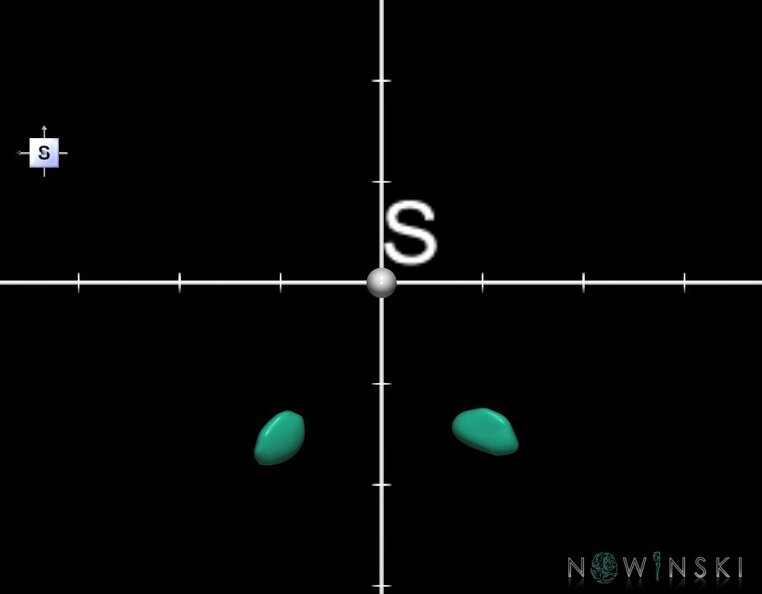 G1.T11.6.2.V5.C2.Ss.L0.Subthalamic_nucleus.tiff