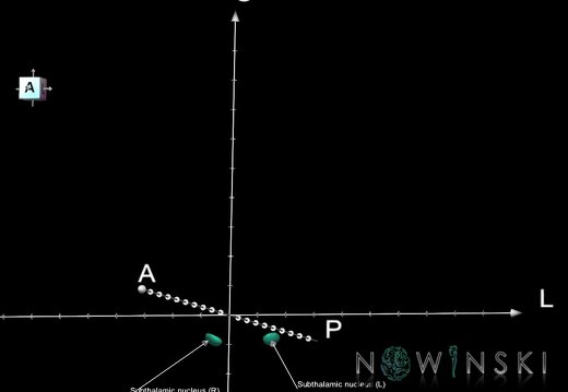 G1.T11.6.2.V7.C2.Ss.L1.Subthalamic nucleus