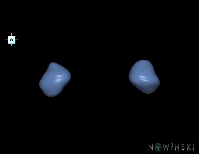 G1.T11.7.V1.C2.L0.Amygdala.tiff