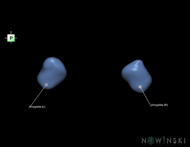G1.T11.7.V3.C2.L1.Amygdala.tiff
