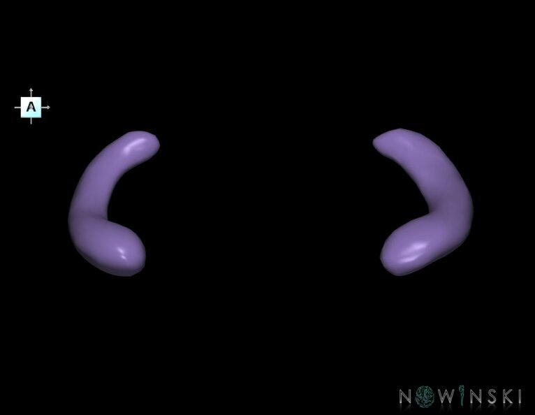 G1.T11.9.V1.C2.L0.Hippocampus.tiff